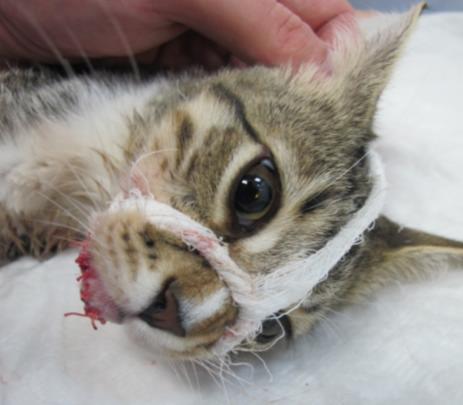 Внешний вид кошки после фиксации бинтовой повязки в виде намордника