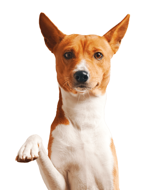 Лечение ПКС у собак методом TPLO