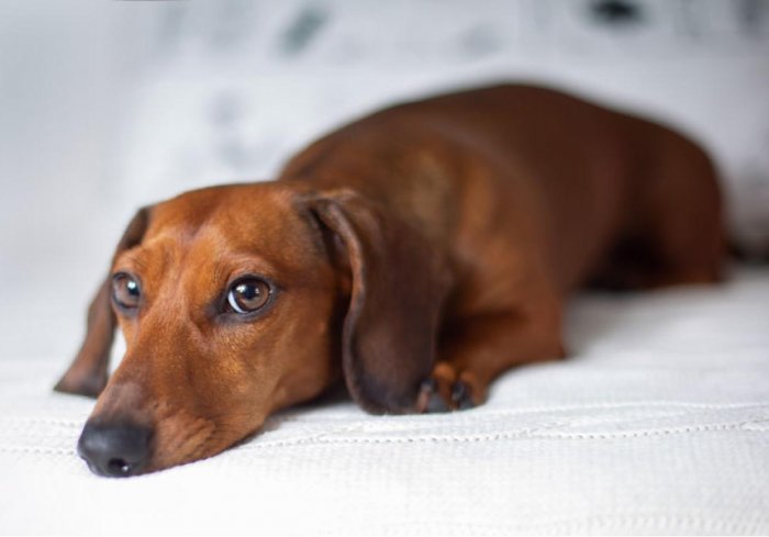 Лечение дископатии у собак для животных в Москве — Ветеринарная клиника «Dr.Vetson»