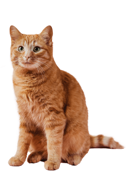 Обследование кота у ветеринара в Москве — Ветеринарная клиника «Dr.Vetson»