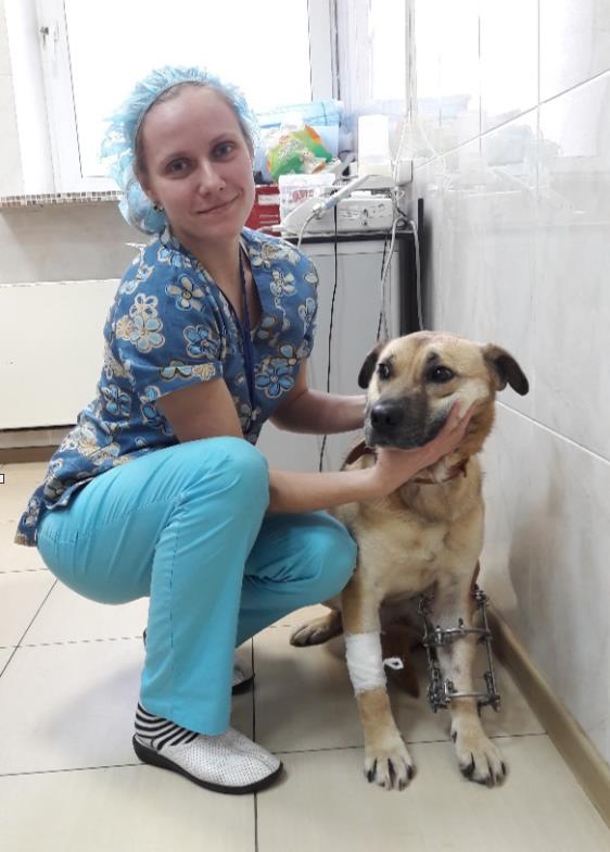 Лечение ложного сустава костей предплечья у собаки - статьи о лечении в ветеринарной клинике Dr.Vetson