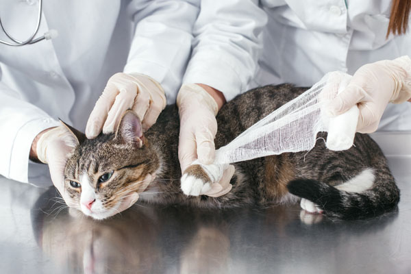 Ортопедия для животных в Москве — Ветеринарная клиника «Dr.Vetson»