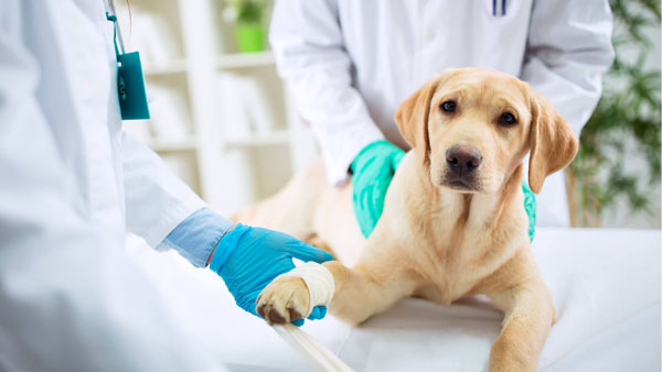 Лечение переломов для животных в Москве — Ветеринарная клиника «Dr.Vetson»