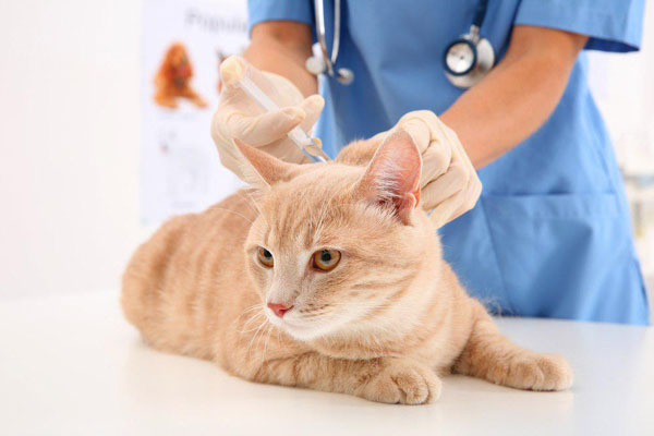 Вакцинация для животных в Москве — Ветеринарная клиника «Dr.Vetson»