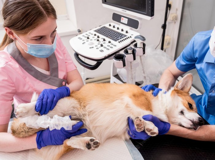 УЗИ брюшной полости собаки для животных в Москве — Ветеринарная клиника «Dr.Vetson»