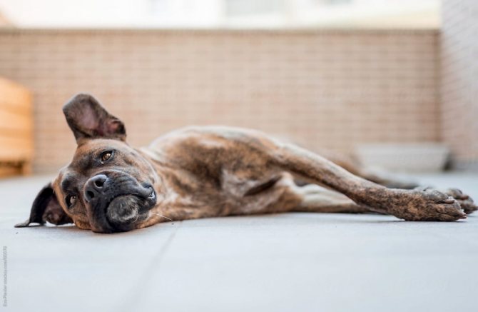4 самые распространенные болезни суставов у собак