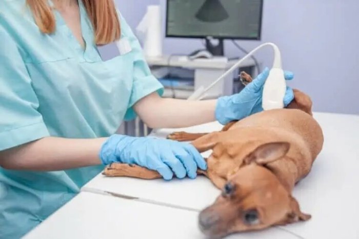 УЗИ мочеполовой системы собаки для животных в Москве — Ветеринарная клиника «Dr.Vetson»
