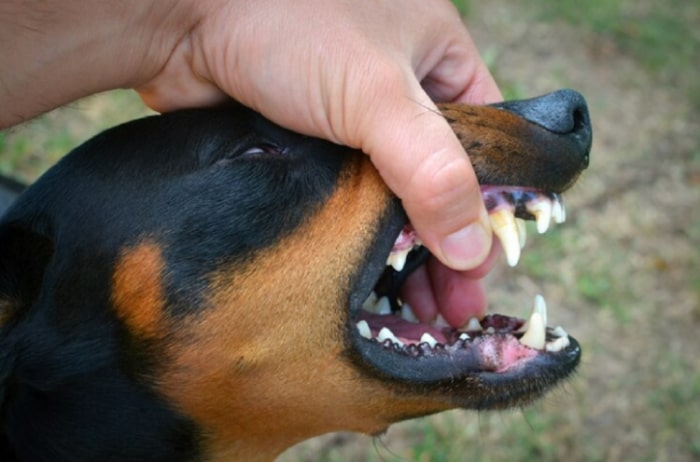 Опухоли верхней и нижней челюсти у собак и кошек - статьи о лечении в  ветеринарной клинике Dr.Vetson