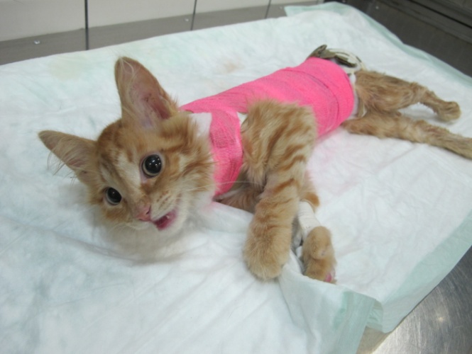 Переломы позвоночника у собак и кошек - статьи о лечении в ветеринарной клинике Dr.Vetson