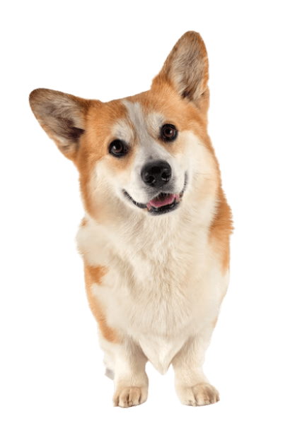 Стерилизация и кастрация собак