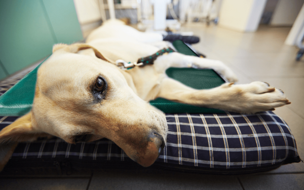 Проблемы и болезни позвоночника у собак - статьи о лечении в ветеринарной клинике Dr.Vetson