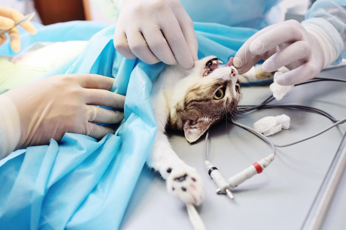 Хирургия для животных в Москве — Ветеринарная клиника «Dr.Vetson»