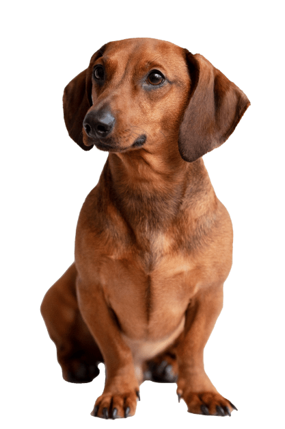 Лечение дископатии у собак