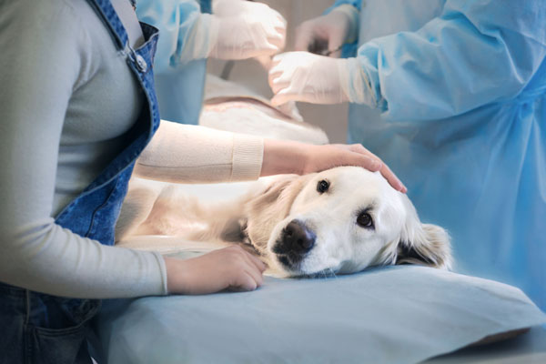 Хирургия грудной клетки для животных в Москве — Ветеринарная клиника «Dr.Vetson»