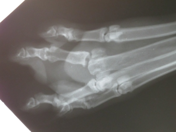 Статьи и акции ветеринарной клиники «Dr.Vetson»: Артродезирование суставов у собак и кошек