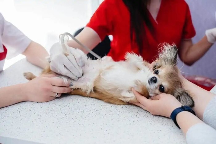 УЗИ ЖКТ собаки для животных в Москве — Ветеринарная клиника «Dr.Vetson»