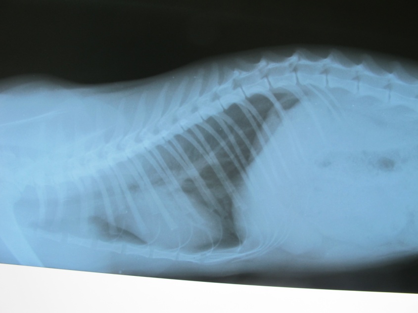 Диафрагмальная грыжа у кошки - статьи о лечении в ветеринарной клинике  Dr.Vetson