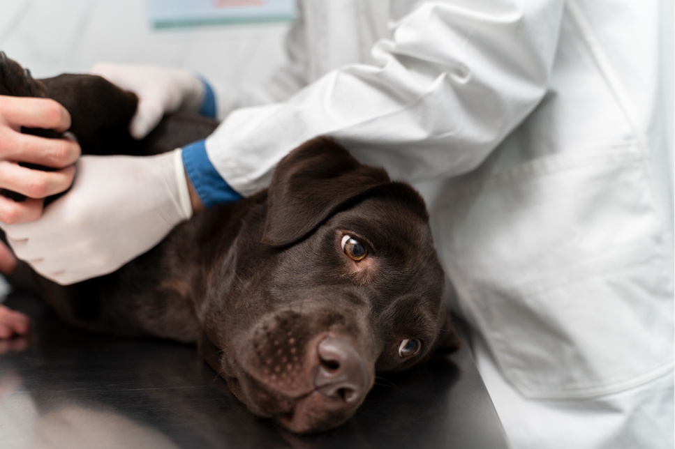 Эпидуральная анестезия - статьи о лечении в ветеринарной клинике Dr.Vetson