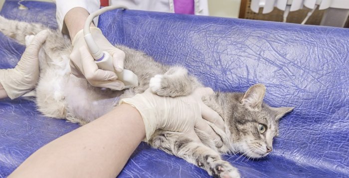 УЗИ для кошек для животных в Москве — Ветеринарная клиника «Dr.Vetson»