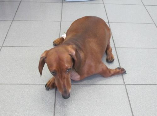 Шейная дископатия (межпозвоночная грыжа) у собак - статьи о лечении в ветеринарной клинике Dr.Vetson