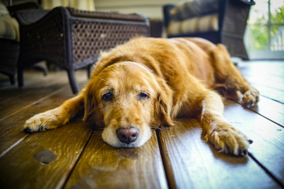 Болезни суставов у собак: симптомы и лечение - статьи о лечении в  ветеринарной клинике Dr.Vetson