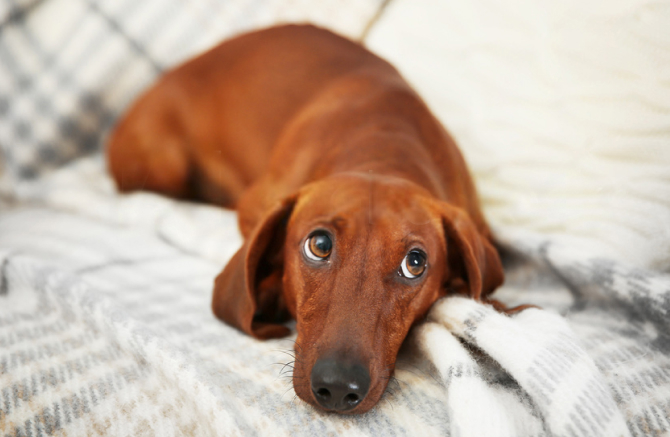 Экструзия и протрузия дисков позвоночника у собак - статьи о лечении в ветеринарной клинике Dr.Vetson