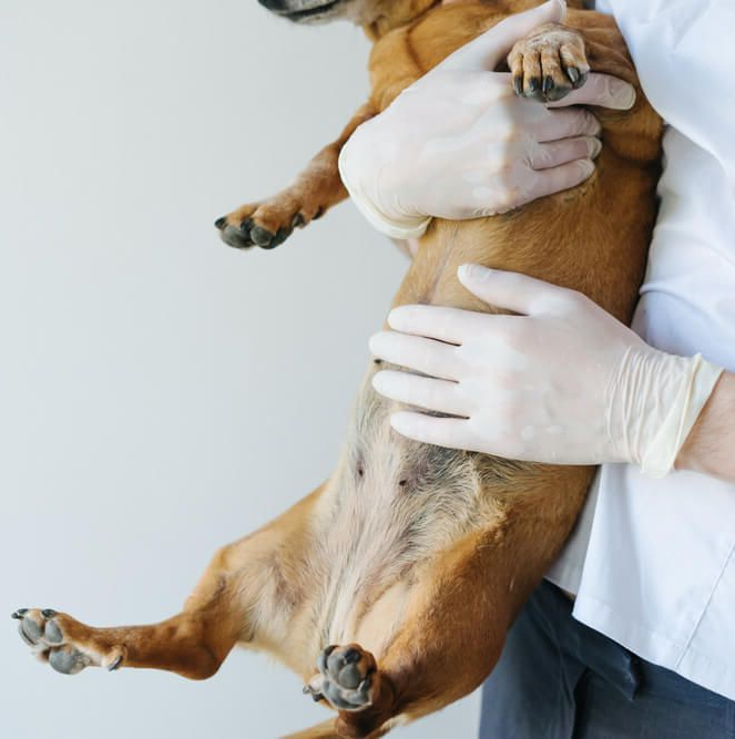 Удаление инородного тела у кошек и собак в Москве — Ветеринарная клиника  «Dr.Vetson»