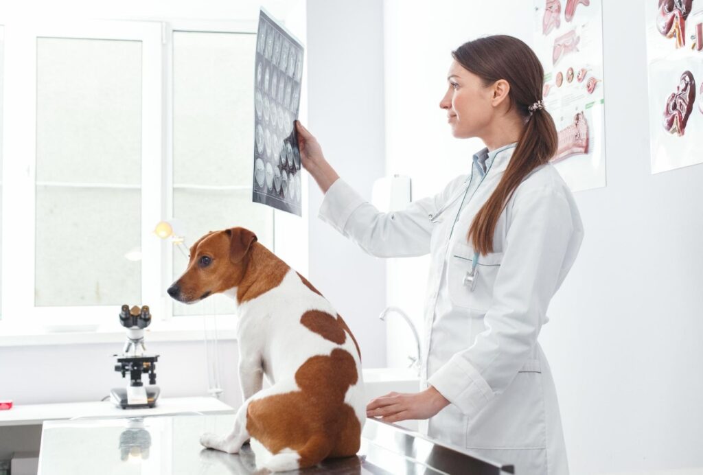 Рентген собак и кошек