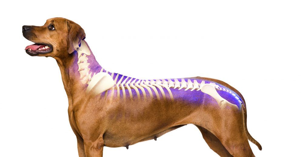 Остеохондроз у собак: причины, симптомы и лечение