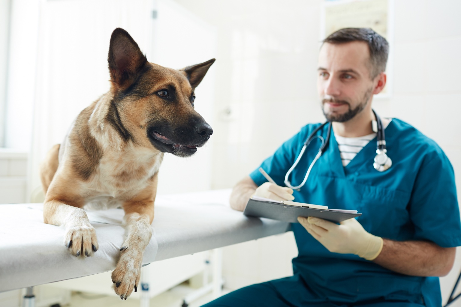 Комплексная вакцина Вангард для собак