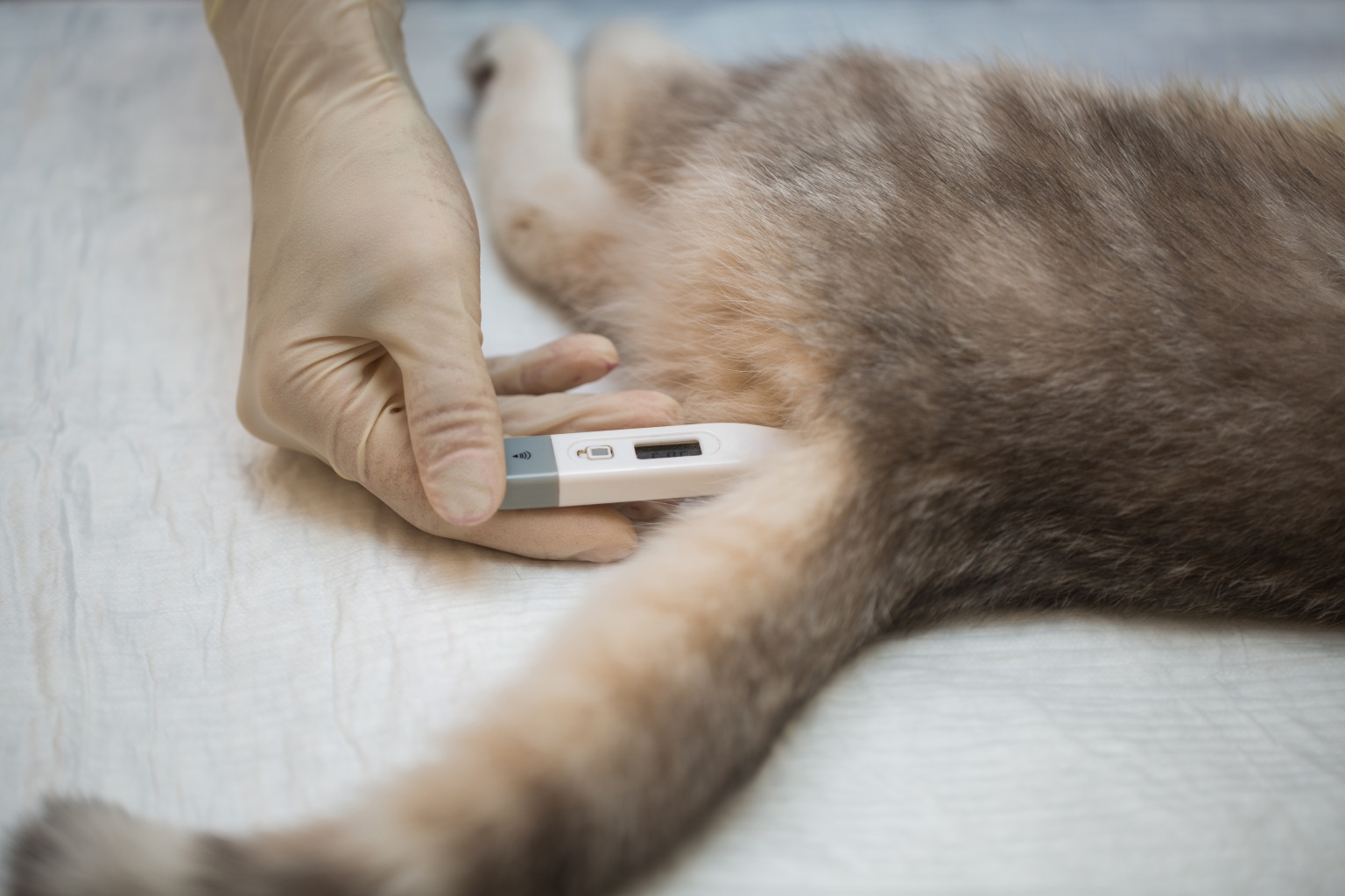 veterinarian-measures-temperature-cat-anesthesia-before-surgery.jpg